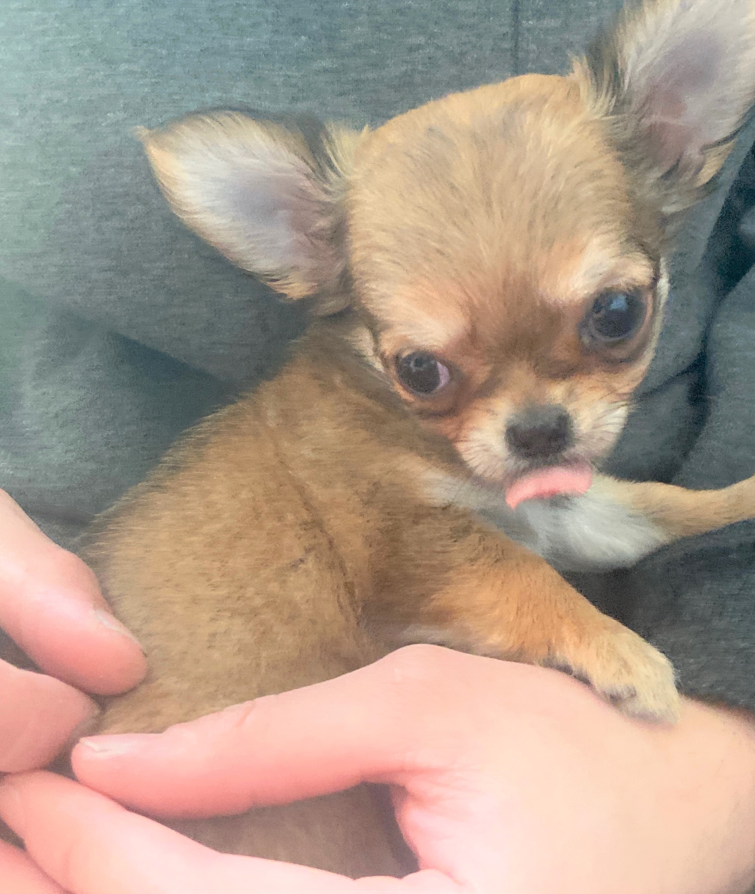 彩葉（いろは）