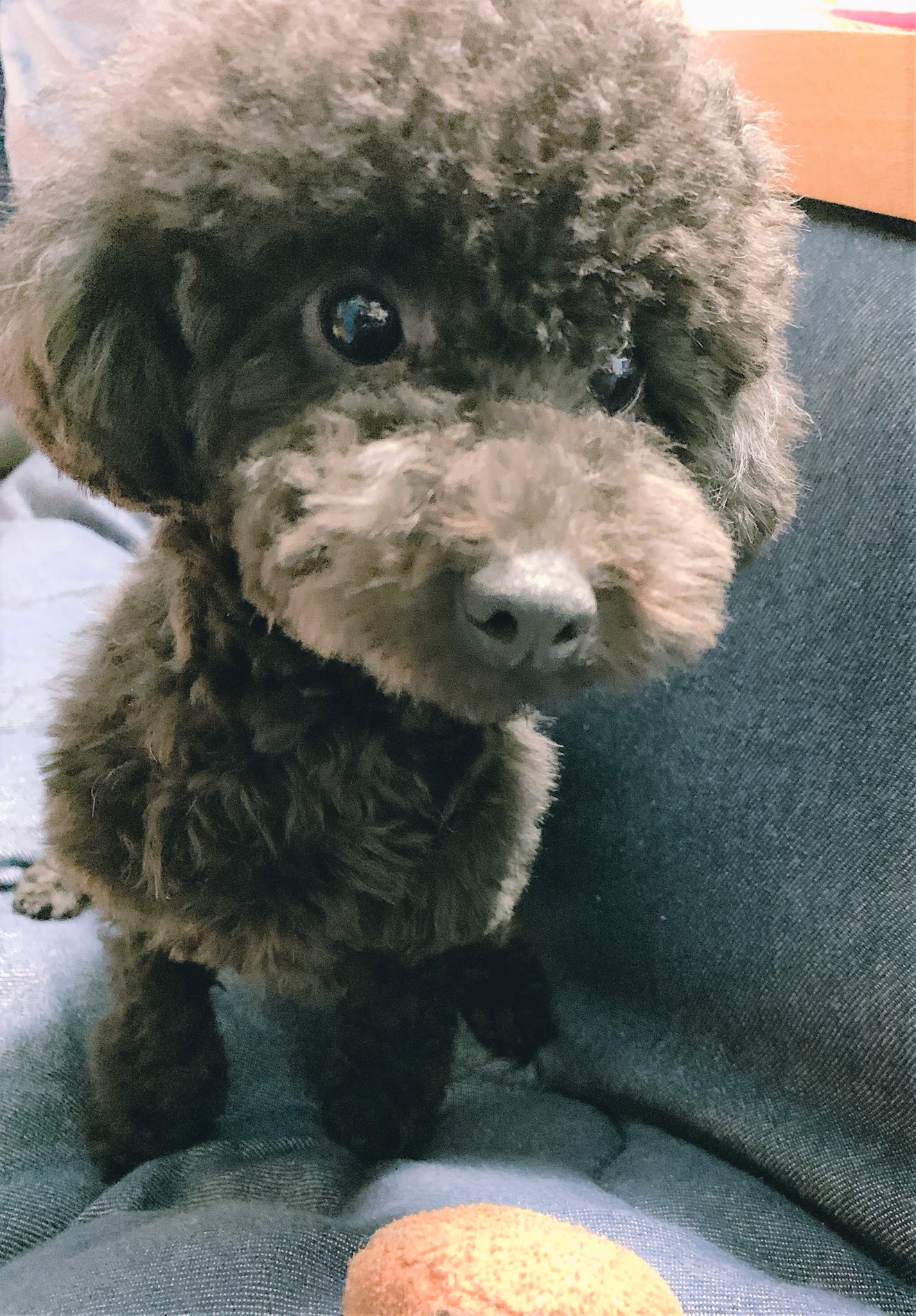 黒豆ちゃん&小豆