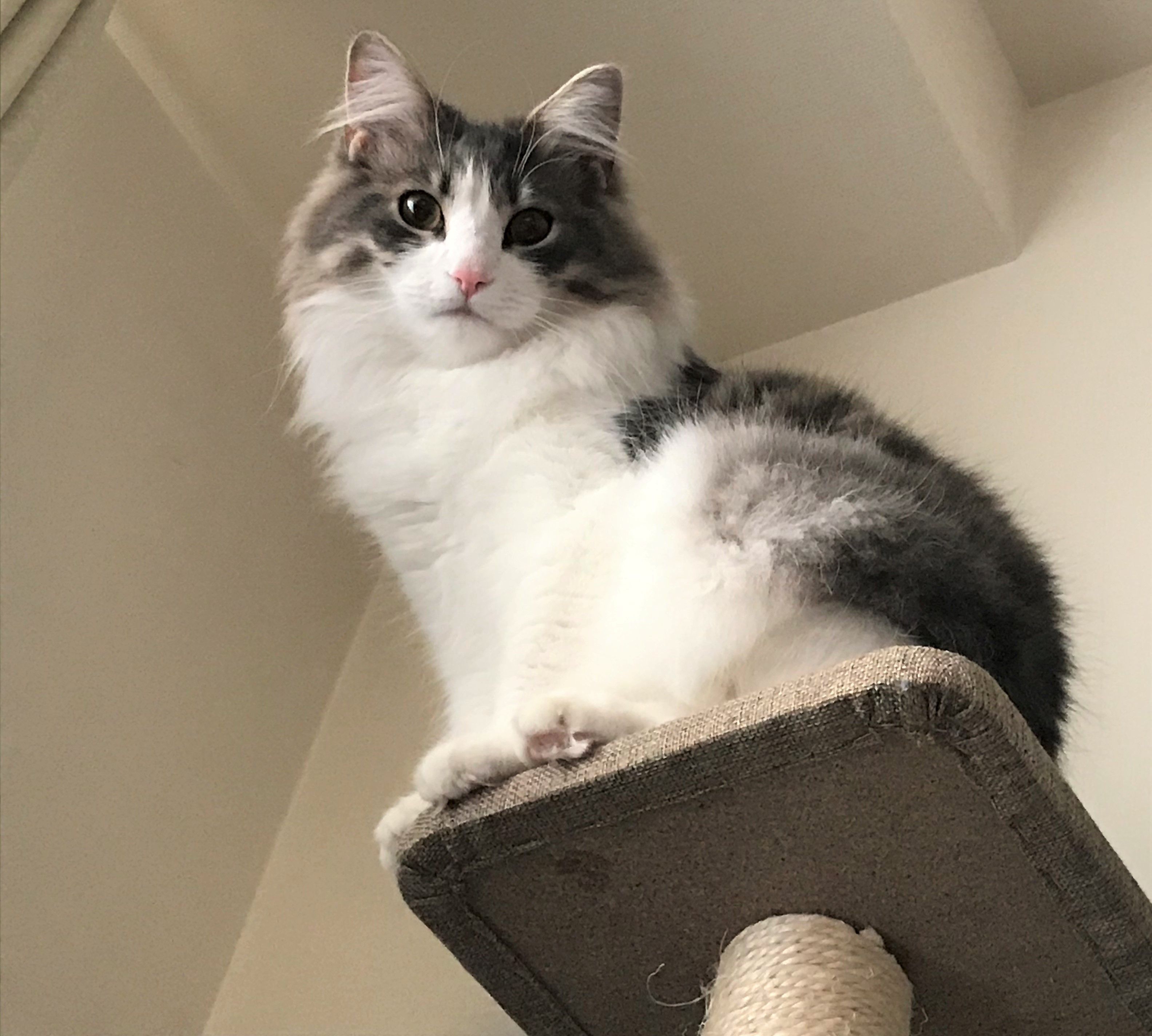 神威（カムイ）