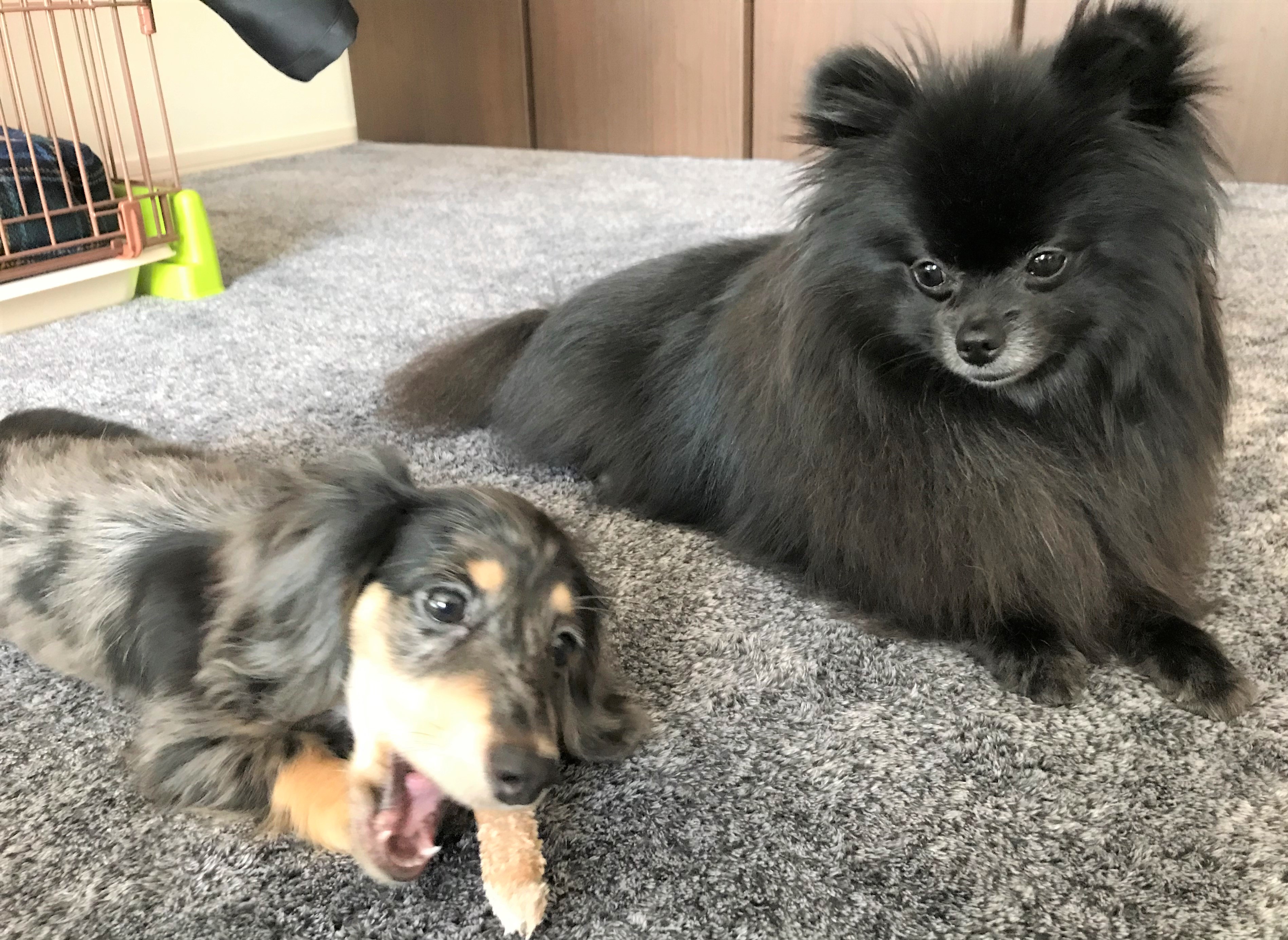 ココちゃん&ユズ