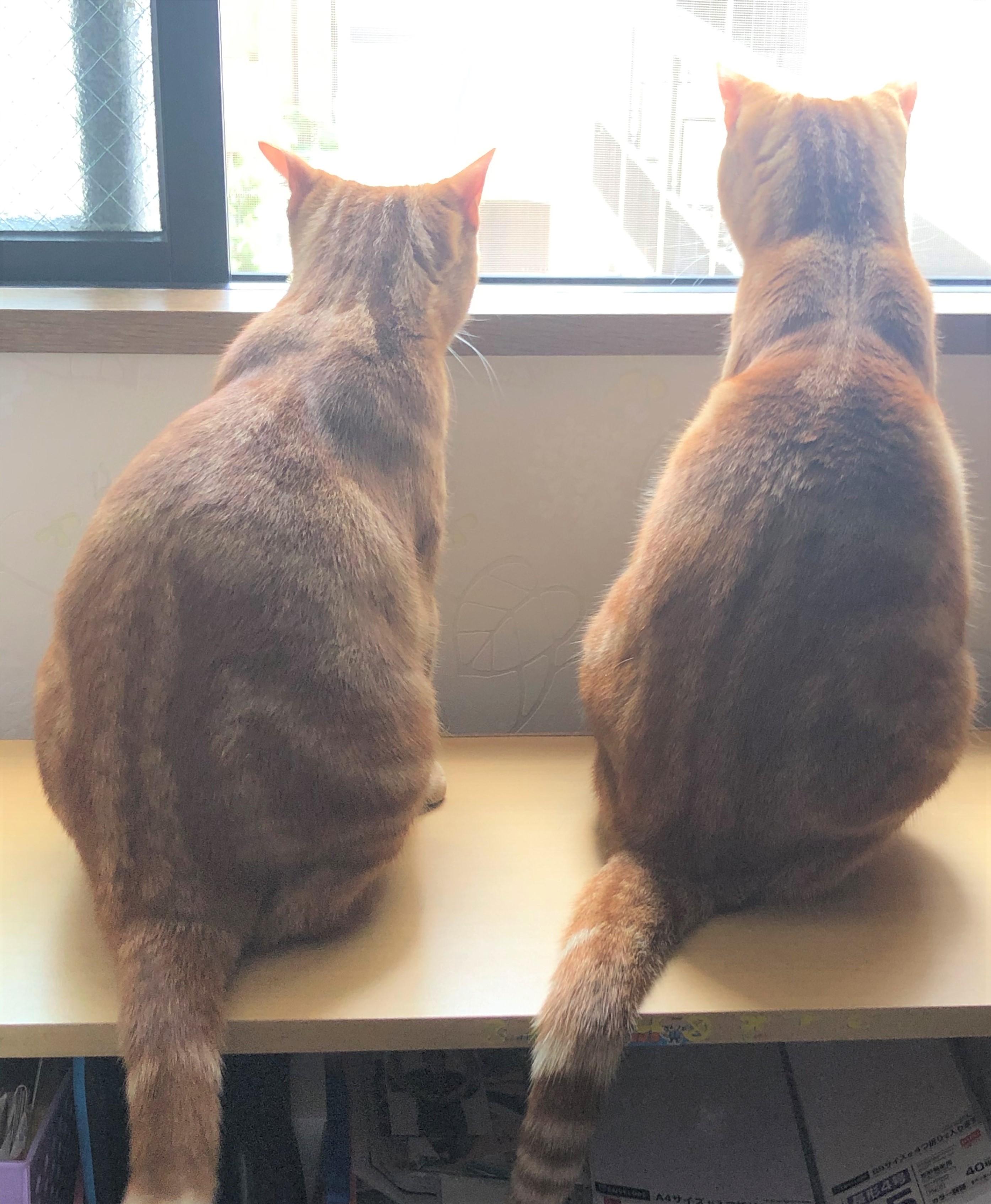 トラちゃん&ガリ