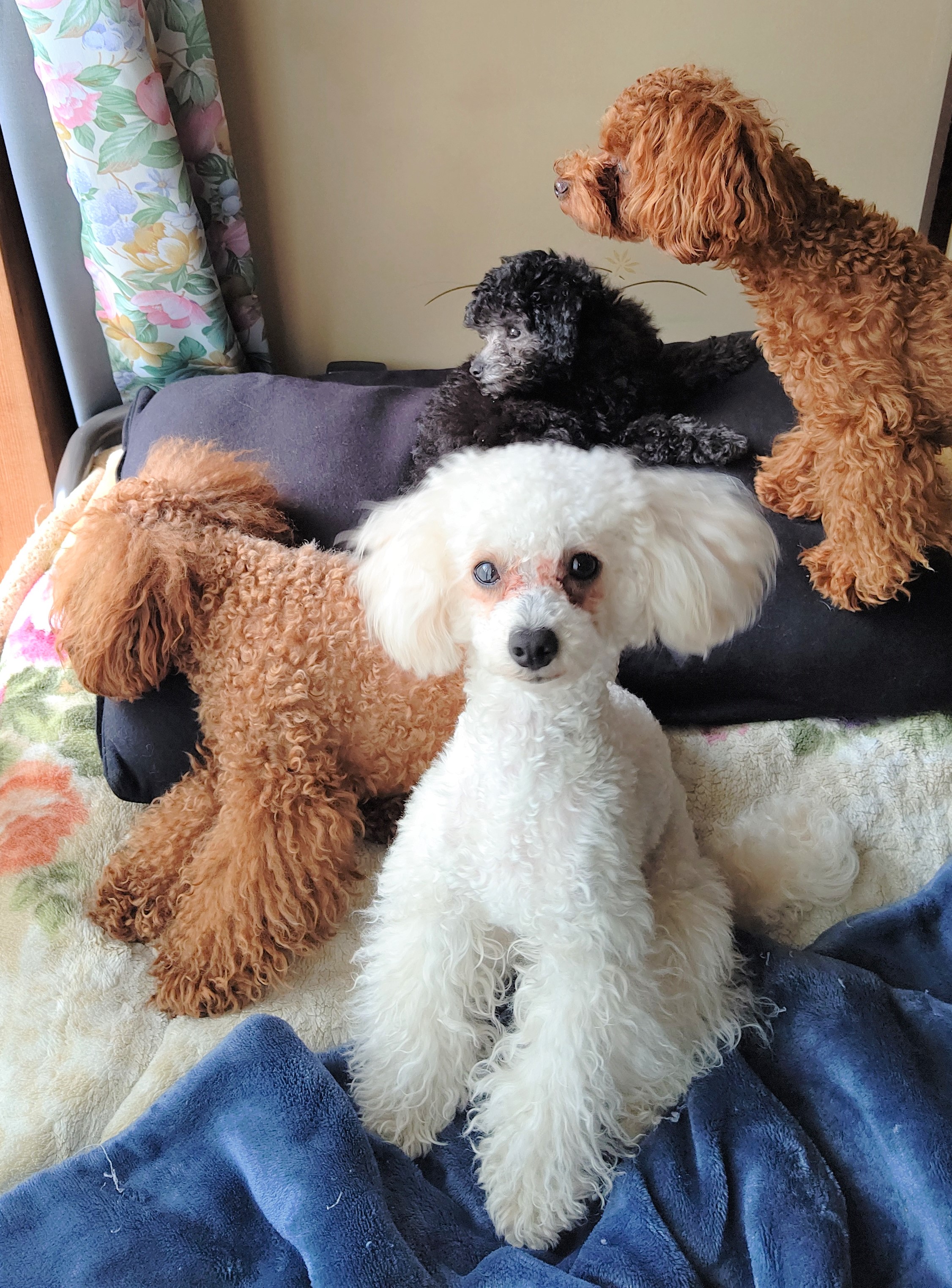 桃ちゃん&太郎ちゃん&林檎