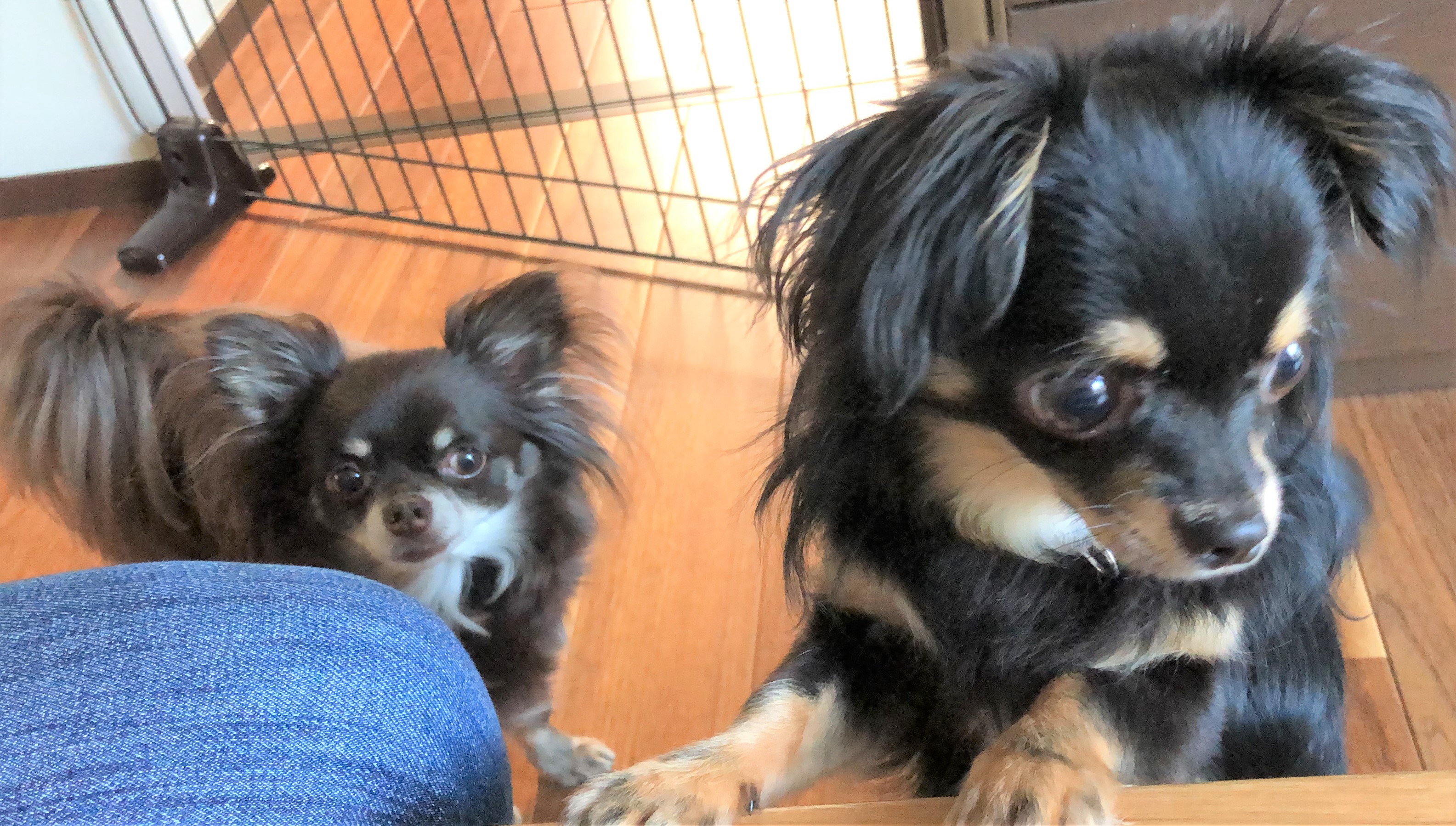 とわちゃん&こころ