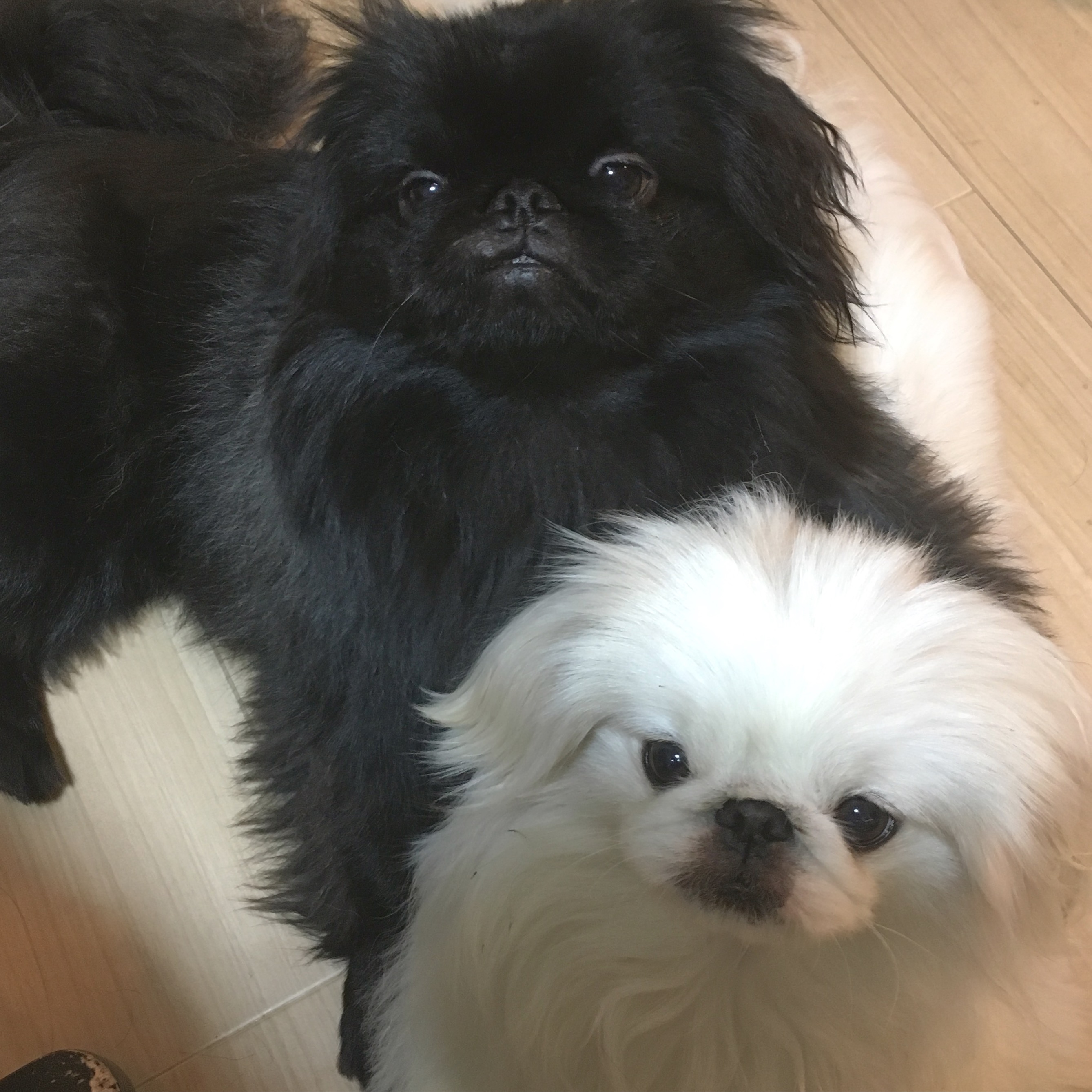 こゆきちゃん&ほたる