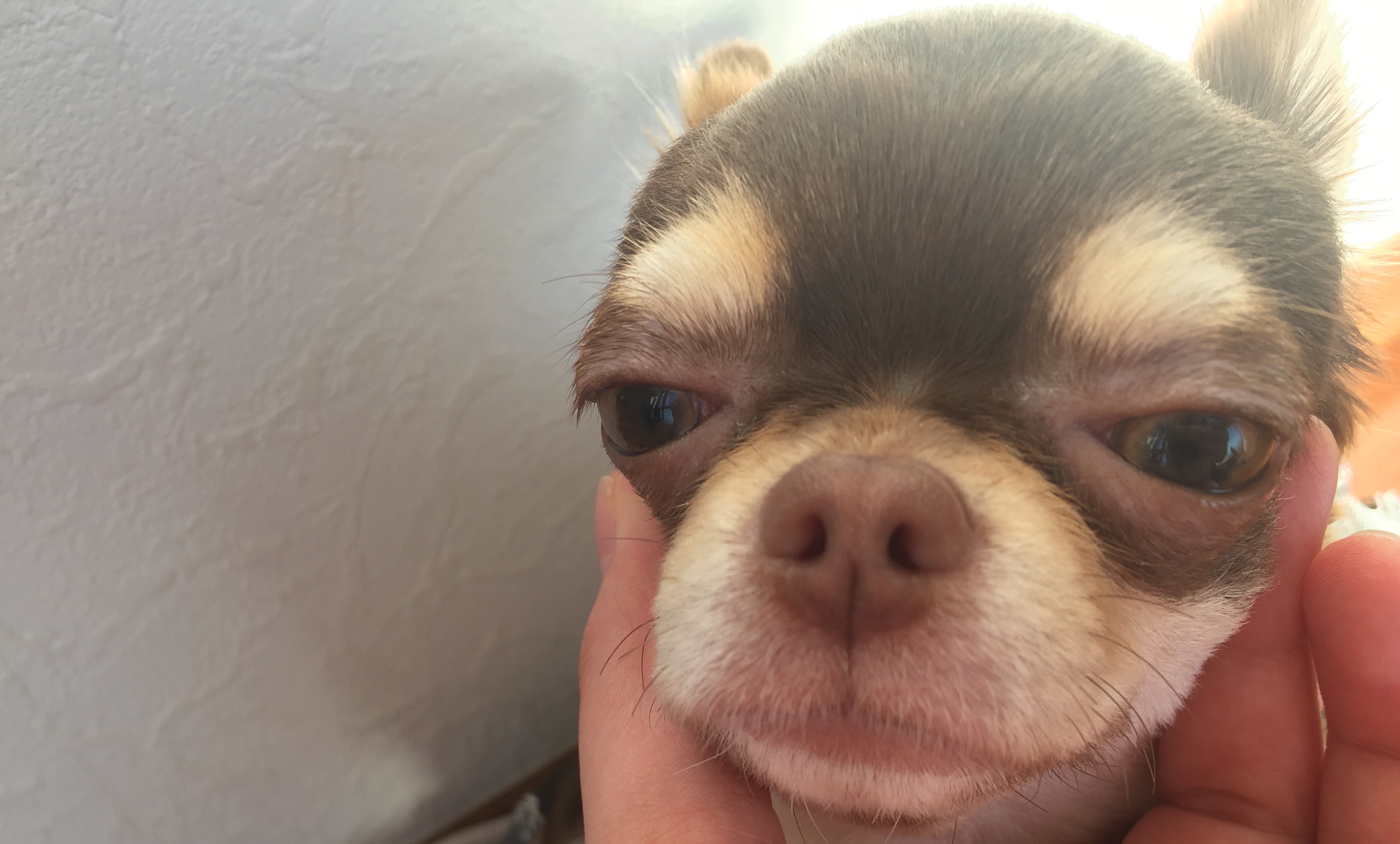 アルムちゃん&クルム