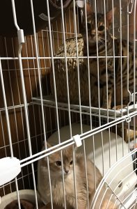 エドナちゃん&ライラ