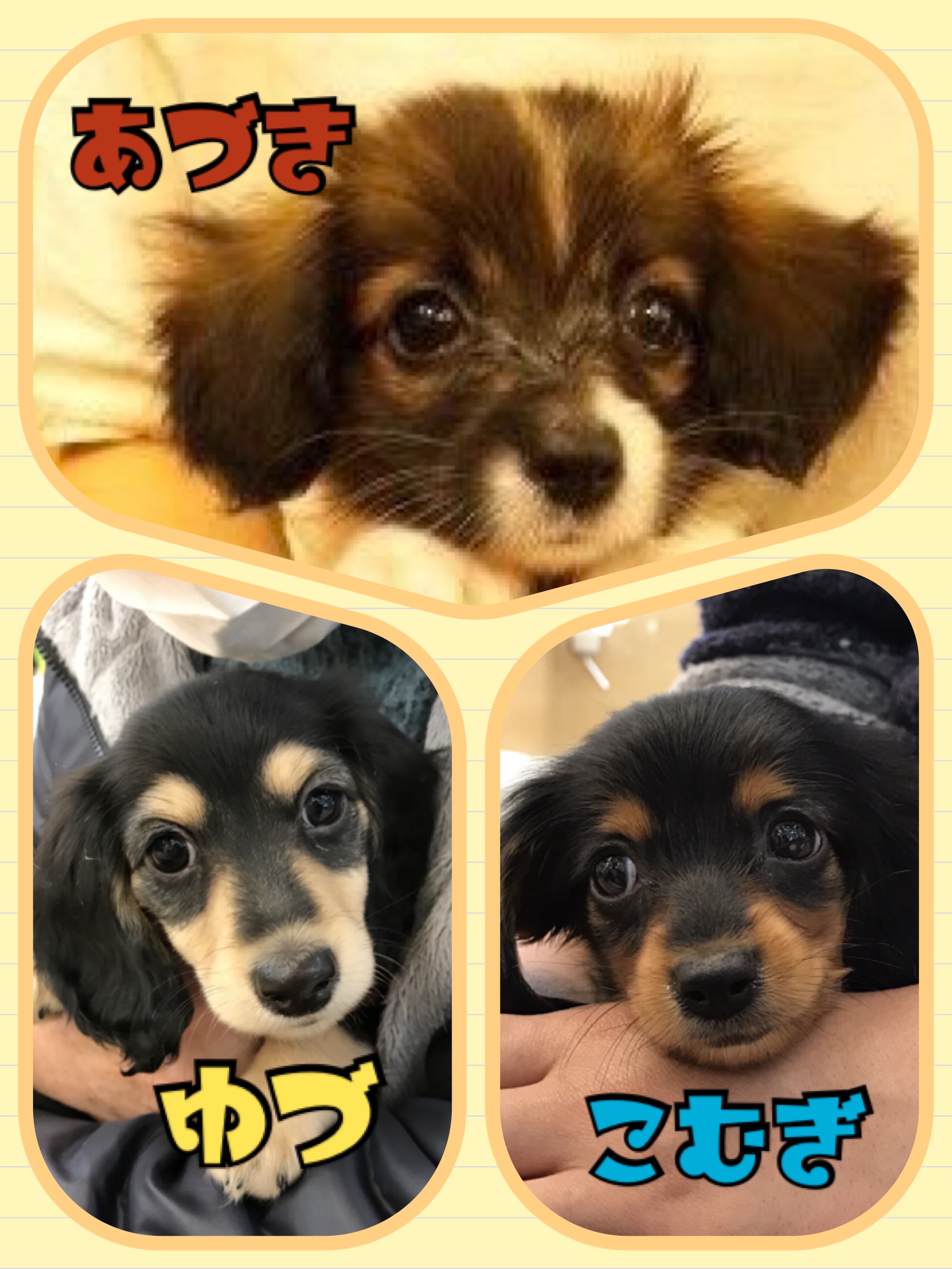 あづきちゃん&こむぎちゃん&ゆづ