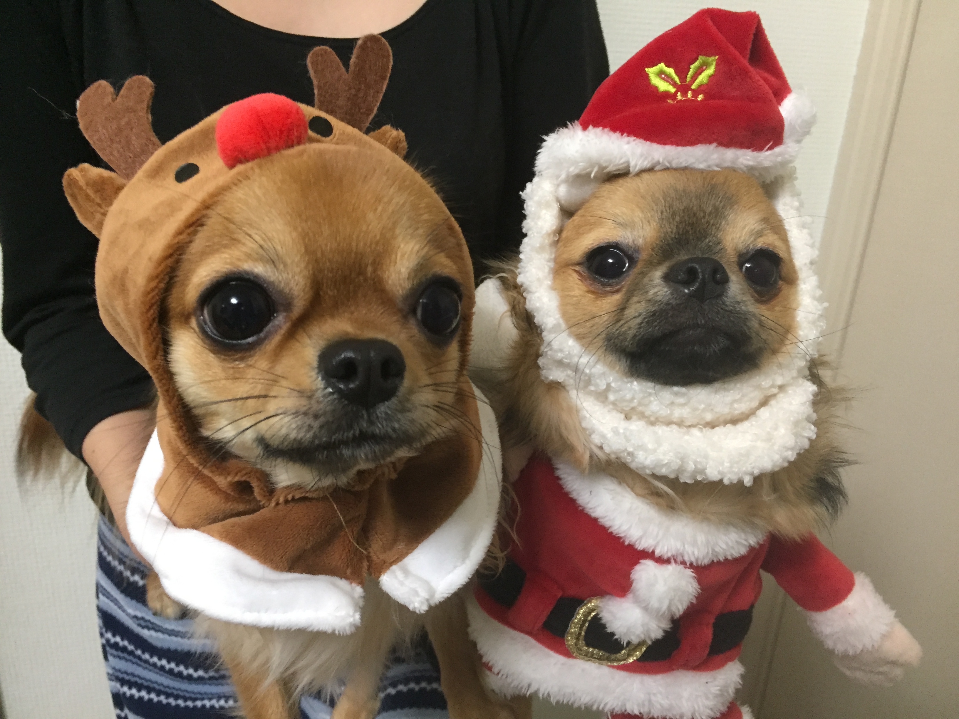 ロコちゃん&ニコ