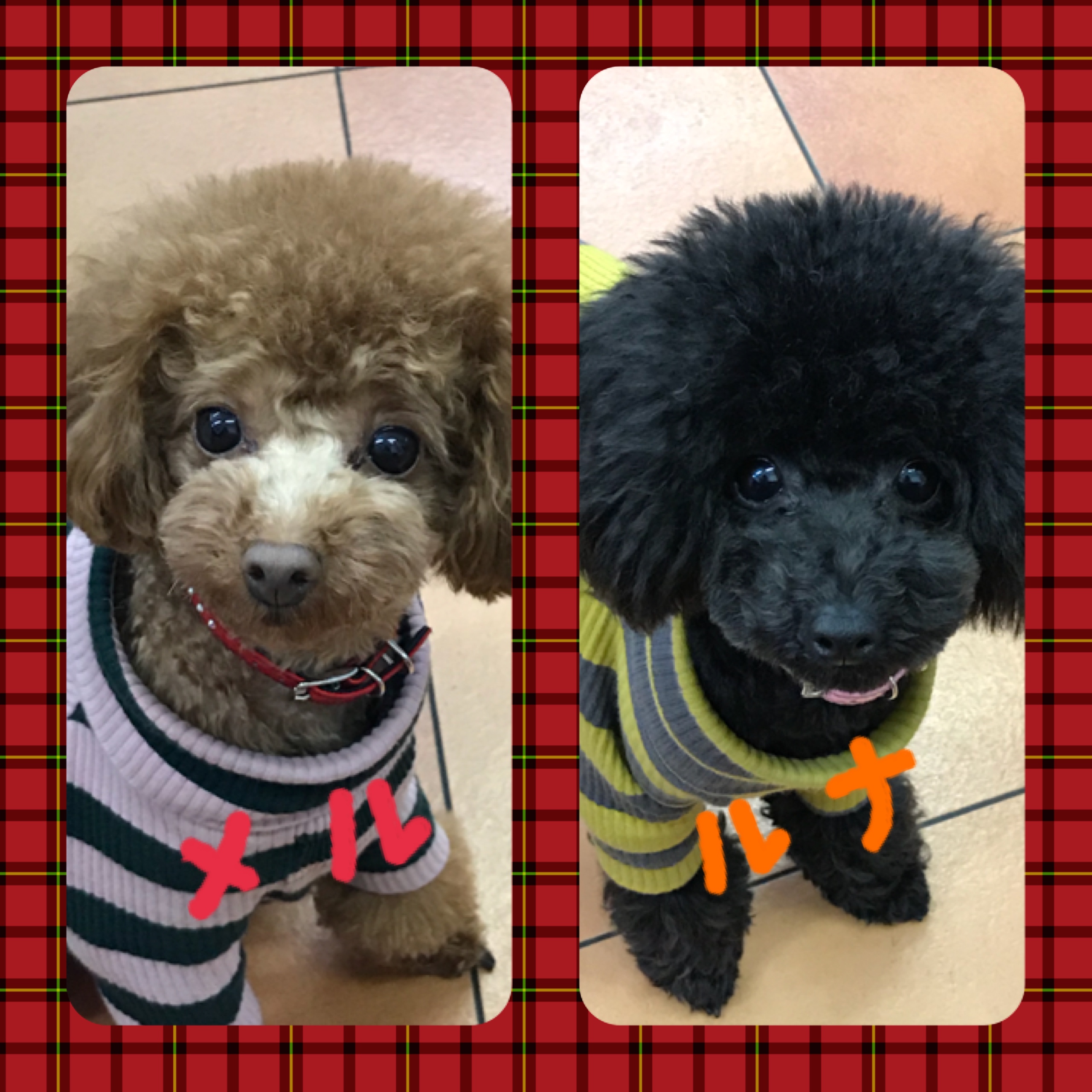 ルナちゃん&メル