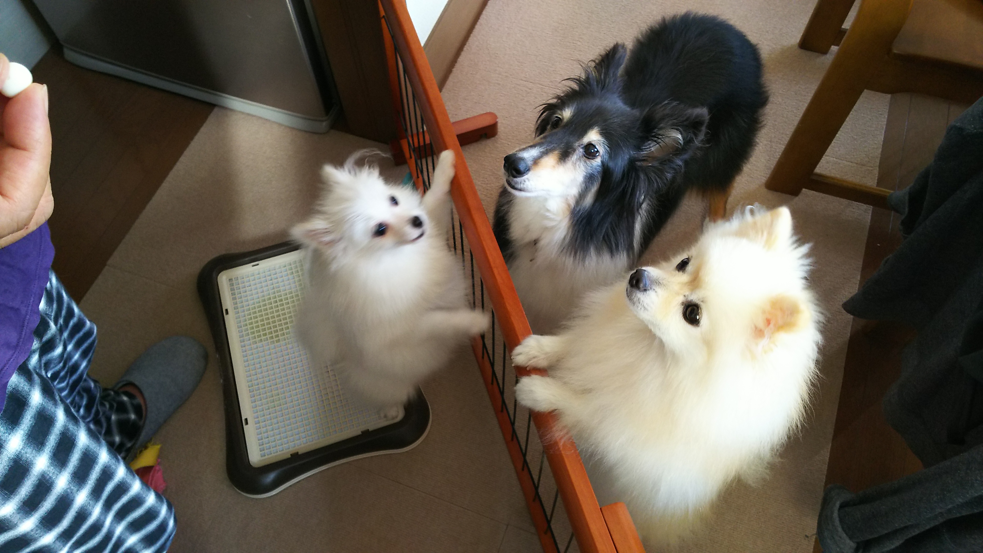 ここあちゃん&なっつちゃん&みるく